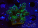 WYSIWYG Pocillopora damicornis Gold insane