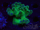 WYSIWYG Pocillopora damicornis tricolor