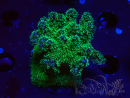 WYSIWYG Pocillopora damicormis tricolor