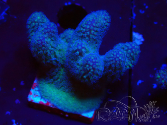 WYSIWYG Stylophora pistillata Pink