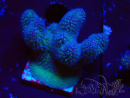 WYSIWYG Stylophora pistillata Pink