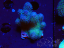 WYSIWYG Stylophora pistillata Rosa