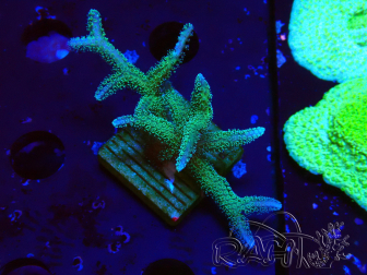 WYSIWYG Seriatopora caliendrum Hybrid (Paradiesvogel-Neon) 1F4