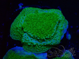 WYSIWYG Montipora Plateau Jaune/Vert 1G5