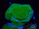 WYSIWYG Montipora Plateau Jaune/Vert 1G5