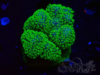 WYSIWYG Stylophora Rose fluoreszierende grüne Polypen