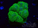 WYSIWYG Stylophora Rose polypes vert fluo