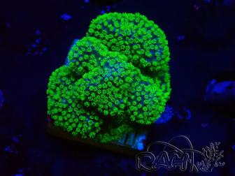 WYSIWYG Stylophora Rose polypes vert fluo