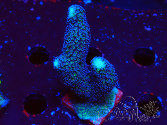 WYSIWYG Stylophora milka
