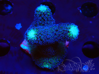 WYSIWYG Stylophora milka 1I4