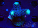 WYSIWYG Stylophora milka