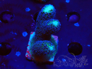 WYSIWYG Stylophora milka