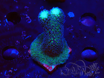WYSIWYG Stylophora milka
