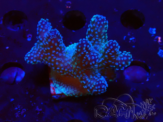 WYSIWYG Stylophora Pink Blue Polyps