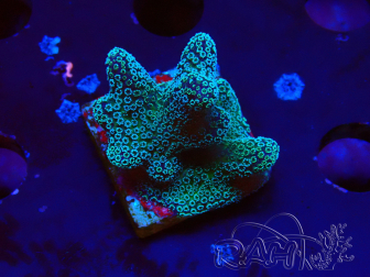 WYSIWYG RAH Stylophora Metallic Blue