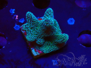 WYSIWYG RAH Stylophora Metallic Blue