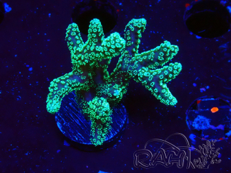 WYSIWYG Seriatopora caliendrum Electric Green