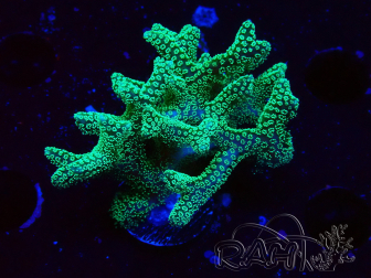 WYSIWYG Seriatopora caliendrum Electric Green