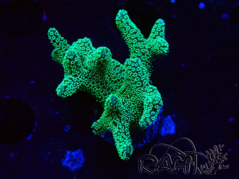 WYSIWYG Seriatopora caliendrum Electric Green