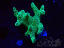 WYSIWYG Seriatopora caliendrum Electric Green