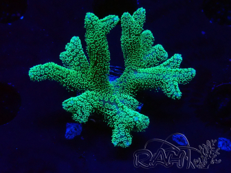 WYSIWYG Seriatopora caliendrum Electric Green
