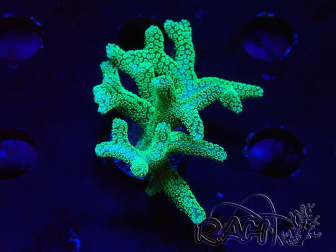WYSIWYG Seriatopora caliendrum Electric Green 1L6