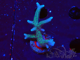 WYSIWYG Seriatopora caliendrum Pink 1M3