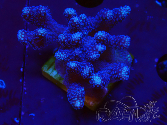 WYSIWYG Stylophora Rami Sottile Viola