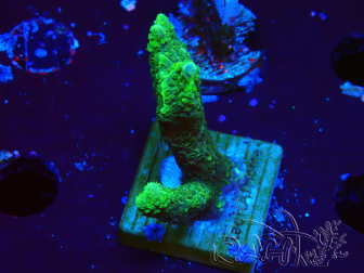 WYSIWYG- Montipora digitata vert