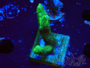 WYSIWYG- Montipora digitata vert