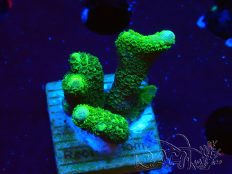 WYSIWYG- Montipora digitata vert 1N2