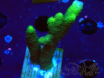 WYSIWYG - Montipora digitata grün