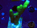 WYSIWYG - Montipora digitata verde