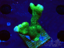 WYSIWYG- Montipora digitata verde