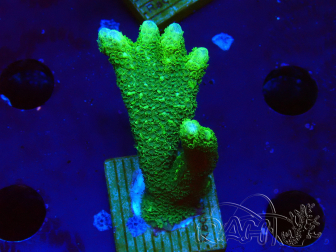 WYSIWYG- Montipora digitata vert