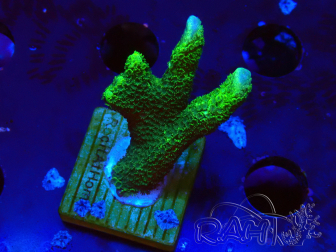 WYSIWYG- Montipora digitata vert 1N6