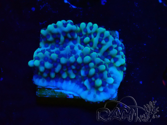 WYSIWYG Montipora undata