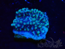 WYSIWYG Montipora undata