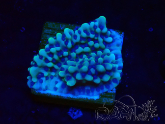 WYSIWYG Montipora undata