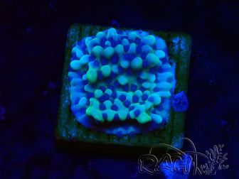 WYSIWYG Montipora undata