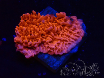 WYSIWYG Montipora Meseta Roja