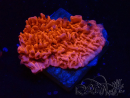 WYSIWYG Montipora Rotes Plateau