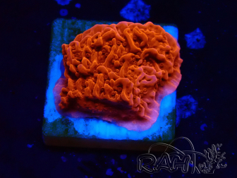 WYSIWYG Montipora Plateau Rouge 1P5