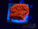 WYSIWYG Montipora Meseta Roja