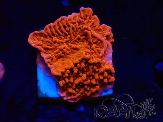 WYSIWYG Montipora Plateau Rouge