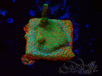 WYSIWYG Montipora Fire Forest