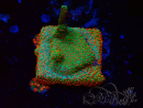 WYSIWYG Montipora Fire Forest