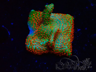WYSIWYG Montipora Fire Forest