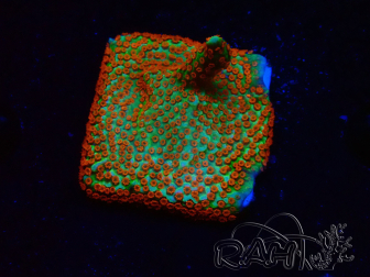 WYSIWYG Montipora Fire Forest