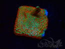 WYSIWYG Montipora Fire Forest